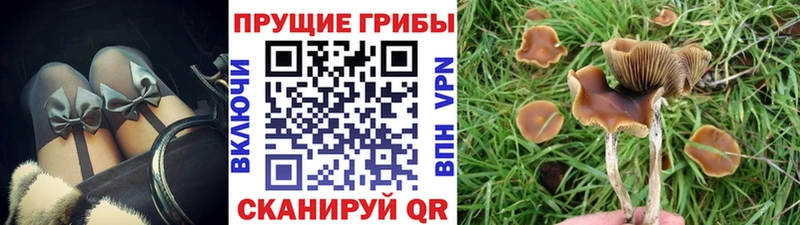 Псилоцибиновые грибы Psilocybine cubensis  Можга 